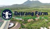 NÔNG TRẠI DETRANG FARM
